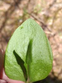 Ophioglossum vulgatum image